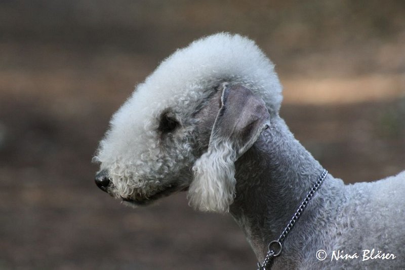 Airis Blue Volshebny Svet 2009-06-08 (6).JPG